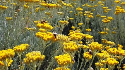 Yellow flowers of helichrysum arenarium. Cmin sandy or immortelle plant.