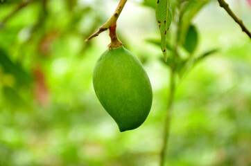 green mango on tree