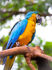 blue and yellow macaw