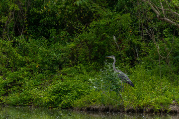 Gray heron landing in the city, Air&ograve;n, Airone cenerino, Ardea cinerea, Ardea cinerea photographed in the foreground and very close