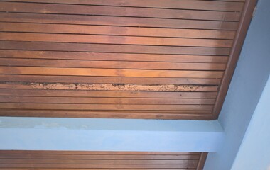 Lath ceiling, damaged wood from termite, blue concrete beams, wood , Ceiling background,copy space