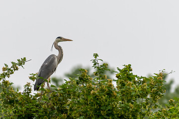 Gray heron landing in the city, Airòn, Airone cenerino, Ardea cinerea, Ardea cinerea photographed in the foreground and very close