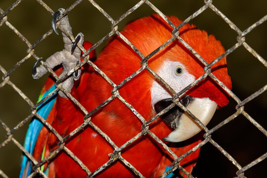 A red parrot in a cage. Claw and lattice