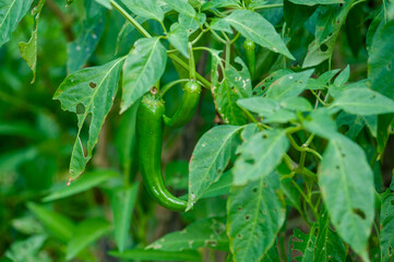 Green chilli pepper plants in growth at vegetable garden