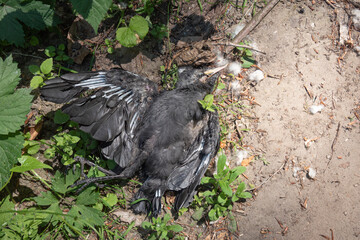 Large black dead bird the Western jackdaw died of water shortage