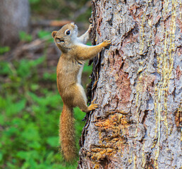 squirrel on a tree