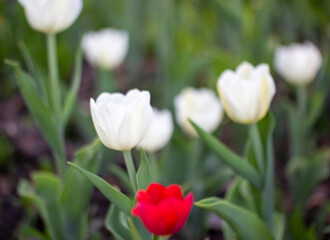 red tulip close-up flower, vertical photo. red tulip among white flowers. Blurred background