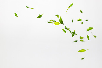 Falling random green leaves on white background. Levitation concept. Top view Flat lay Summer...