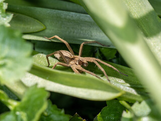 Nursery Web Spider hiding in the Bluebells