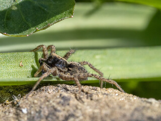 Wolf Spider hiding by Bluebell Leaves