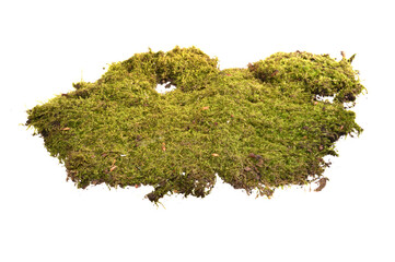 moss isolated on white background