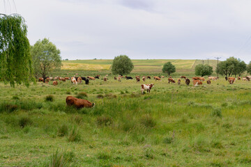 Cows graze in a meadow in a field.  Picture from the far. Pasture and green grass. Panoramic shot. Farming and agricultural concept. Pinarbasi district, Emirdag, Afyonkarahisar, Turkey