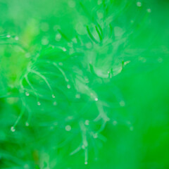 Blurred. The fresh green bokeh. Bright green vegetable background