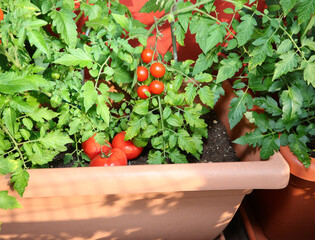 red ripe tomatoes plant on the terrace with the pot