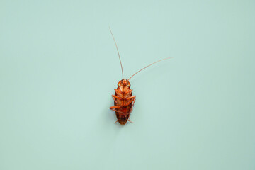 cockroach on blue background. insect bug