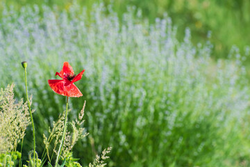 The lonely bright red  poppy  flower on blurred lavender flowers background.