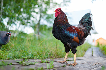 Beautiful dark cock walks along the wooden deck in the garden