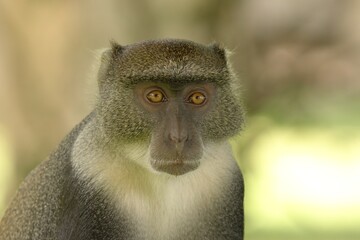 close up of a sykes monkey
