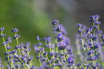 Fresh lavender flowers closeup on blurred multicolored  floral background.