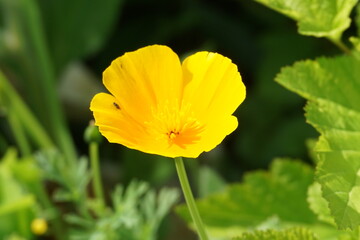 Pojedynczy kwiat maczek kalifornijski eszolcja pozłotka