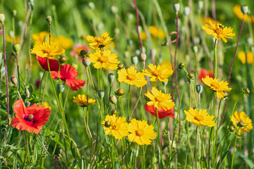 Meadow of fresh bright yellow wildflowers and  red poppies