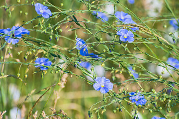 Sprigs of bright blue flax flowers closeup on blurred floral background.