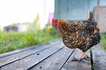 A red hen walks along the wooden deck in the garden and looking into the camera