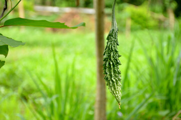 green ripe bitter gourd on the vine in the guarden.