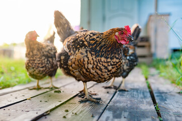 The red chicken russian breed Kuchinskaya-Ubileynaya walks along the wooden deck in the garden and looking into the camera