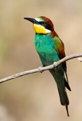 European bee-eater, Merops apiaster. An early morning bird sits on a dry branch. The bird is beautifully lit by the morning sun