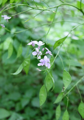 Forest plant Lunatic revitalizing (L. rediviva) with flowers and green seeds.