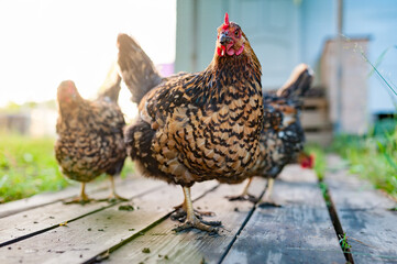 The red speckled chicken walks along the wooden deck in the garden and looking into the camera