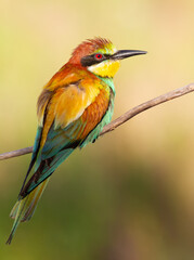 European bee-eater, Merops apiaster. An early morning bird sits on a dry branch. The bird is beautifully lit by the morning sun