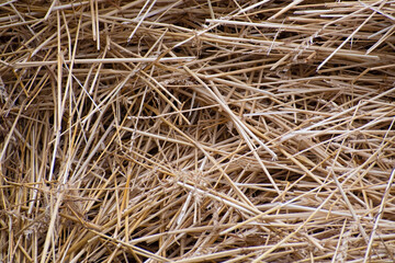 Pale beige hay and spikelets closeup