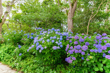 静岡県下田市　下田公園のあじさい