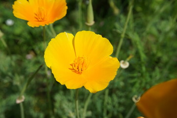 Kwitnąca eszolcja kalifornijska w zbliżeniu