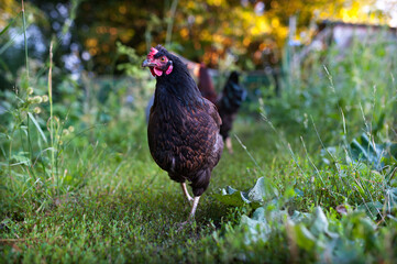 The young dark hen is walking on the grass in the garden. Looks into the camera