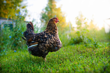 Chicken diseases - atonic goiter. A young dark-speckled hen with a goitre obstruction. The chicken is free to forage in the garden. Summer, green grass, rays of the setting sun