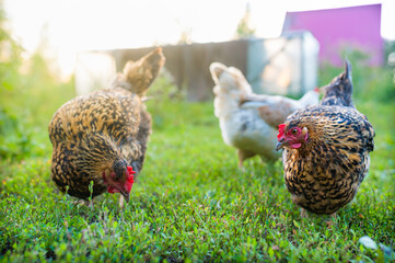 Red-speckled chickens freely foraging in the grass in the garden. Close up, the hen looks into the camera