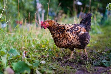 Red-speckled chickens freely foraging in the grass in the garden. Close up, the hen looks into the camera