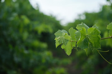 Detailed close-up of the natural vine leaves in the vineyard