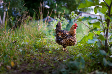 Red-speckled chicken with a goitre obstruction (atonic goiter)  freely foraging in the grass in the garden. Close up, the hen looks into the camera