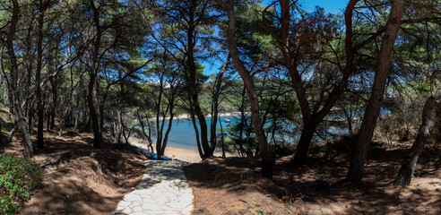 panoramic view forest on Limuni Beach on island Mljet, Croatia