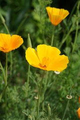 Eszolcja kalifornijska kwitnąca w słońcu