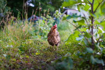 The young dark hen is  lazily walking on the grass in the garden and foraging on the ground