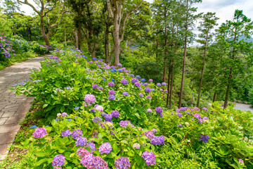 静岡県下田市　下田公園のあじさい