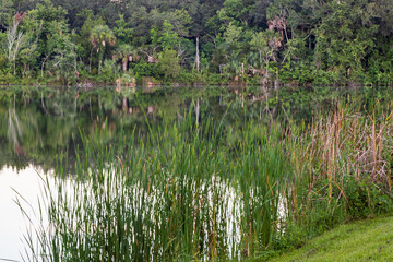 Reflected picture, nature waterside scenery