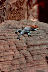 ALGERIAN LIZARD IN THE SAHARA DESERT IN THE TASSILI NATIONAL PARK