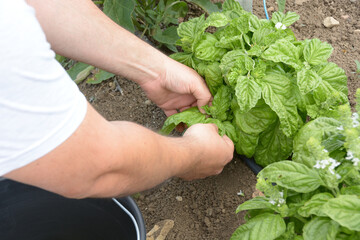 Farmer hands cutting basil leaves