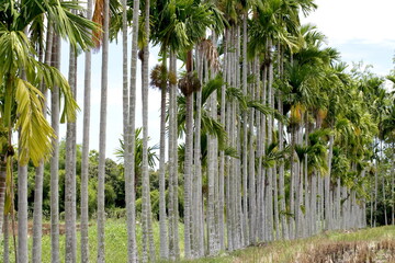 Thailand Areca nut palm bearing areca nuts